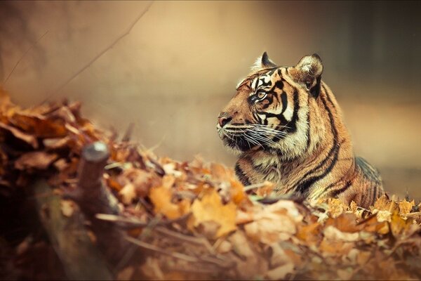 Тигр лежит в осенних листьях