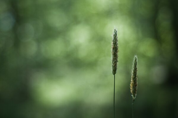 Two green spikelets close-up