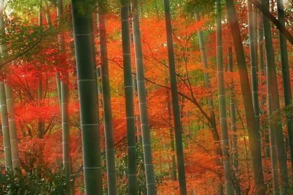 Bamboo and maples in the autumn forest