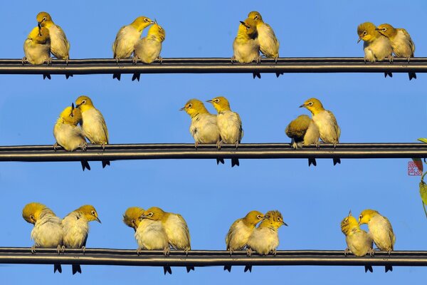 Vögel sitzen paarweise auf Drähten