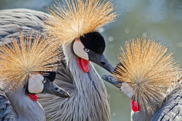 Hermoso trío de aves inusuales