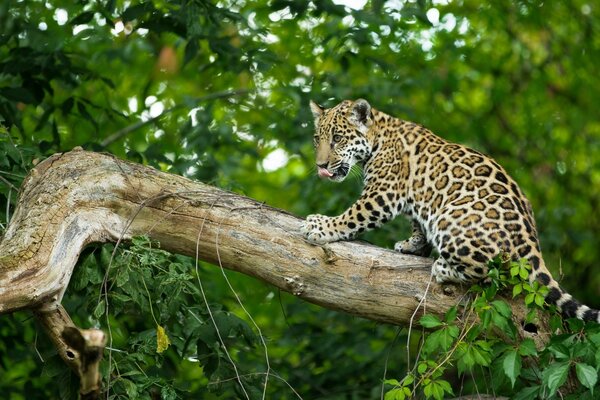 Petit chat sauvage sur une branche