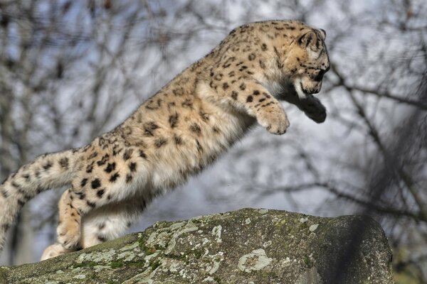 Cachorro de leopardo aprende a saltar