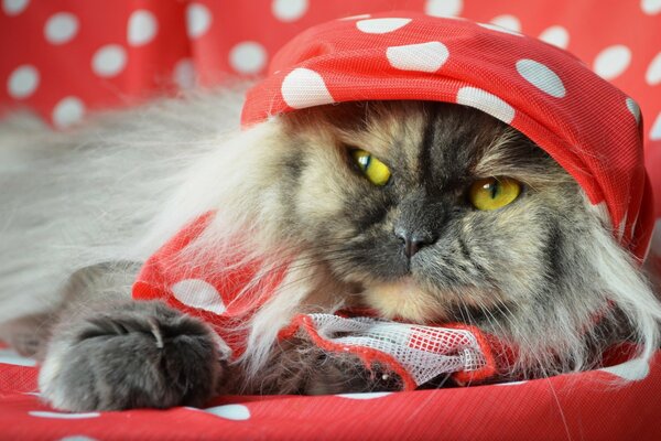 Lustige Hauskatze in einem Hut