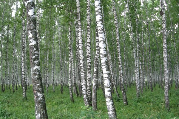 Foresta russa nativa di betulla