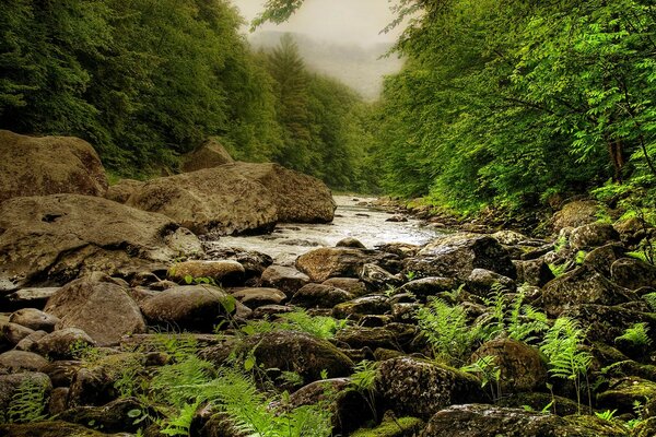 Rivière tranquille au milieu d une forêt dense