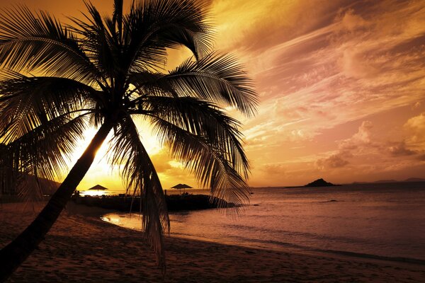 Una palmera inclinada hacia el mar en la arena no es el fondo de la puesta de sol