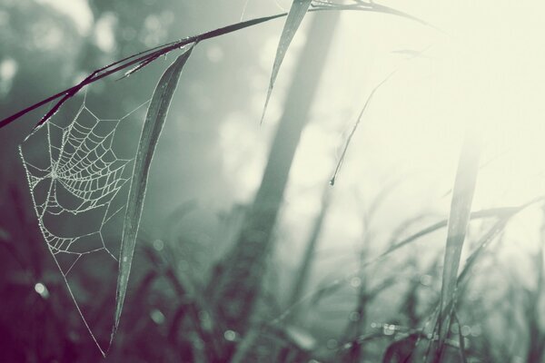 Spider web on a branch in the forest