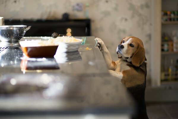 Il cane in cucina guarda curiosamente il tavolo del cibo