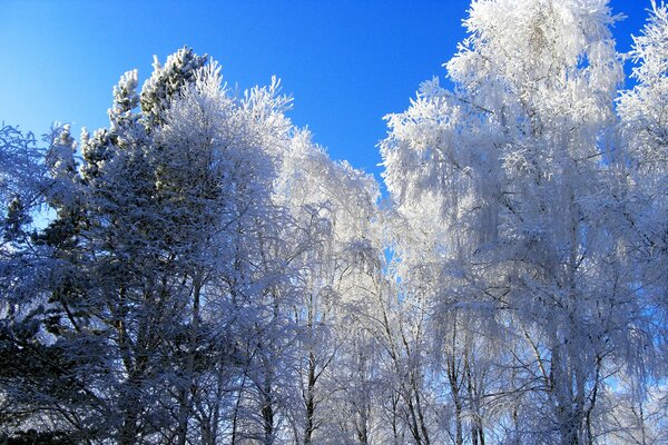 Arbres blancs par une journée d hiver ensoleillée