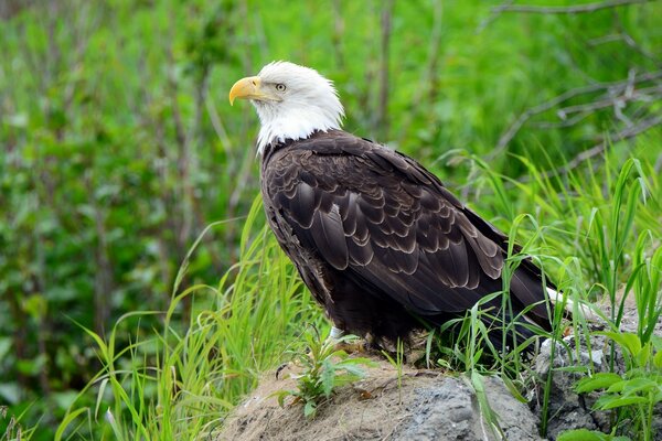 Ein großer Raubvogel sitzt auf einem Stein