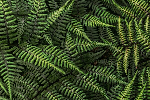 Forest fern leaves on a black background