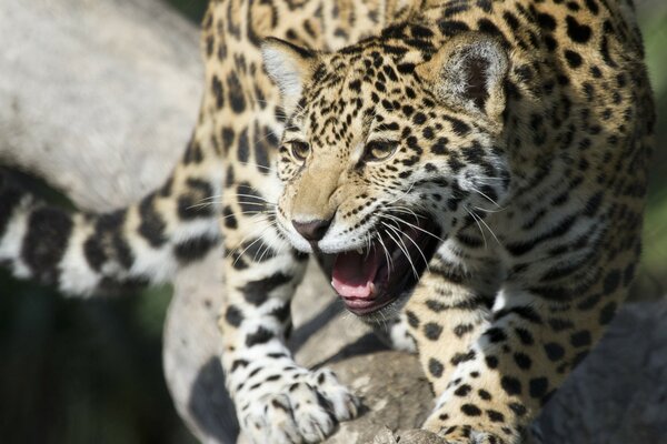 Le chat sauvage jaguar protège le petit