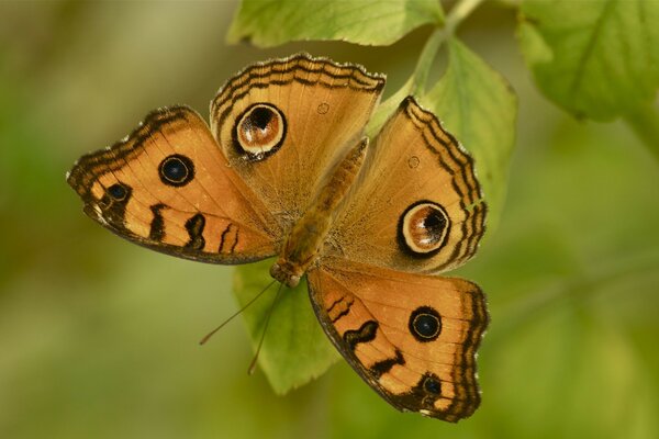 Mariposa brillante sobre fondo verde