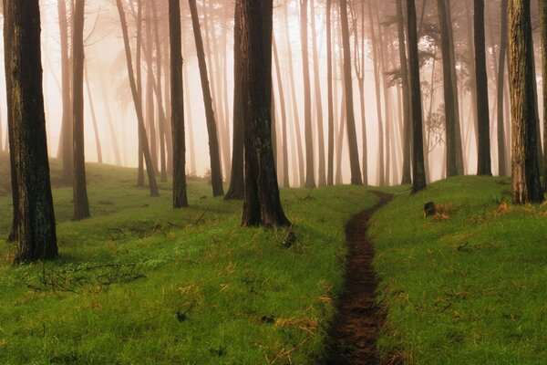 Wanderweg im grünen Wald