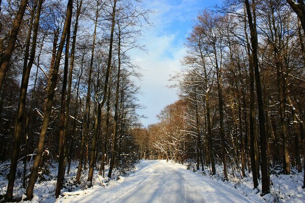 Strada invernale attraverso la foresta