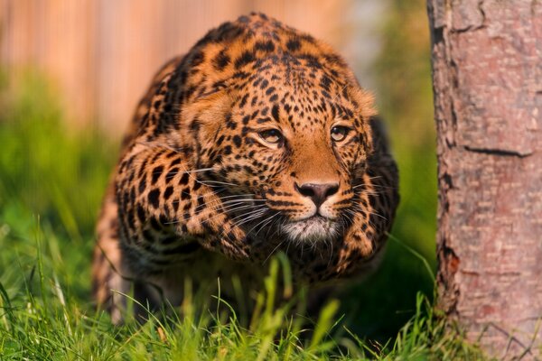 Leopard before the throw. Fighting stance