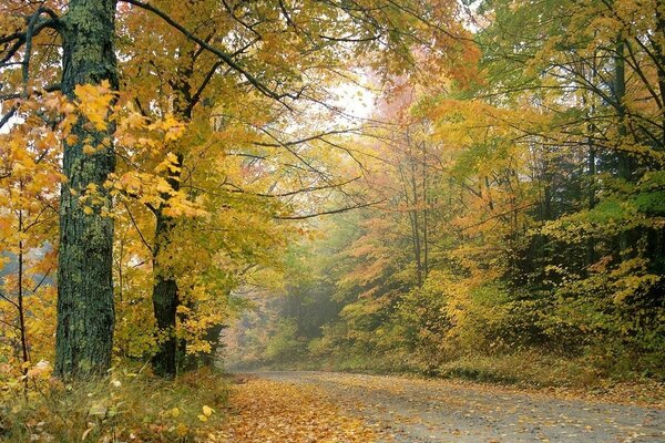 Automne, route forestière. Beauté!!!