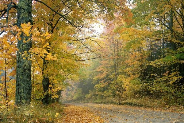 Осенняя, лесная дорога. Красотааа!!!