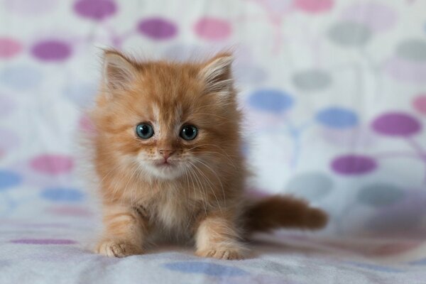 Very cute ginger cat