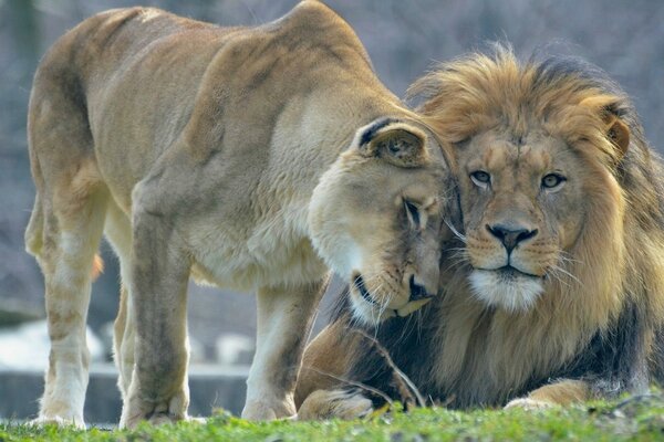 Big cats. Lion caresses