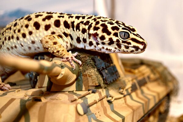 Lézard aux yeux bleus chevauchant un tigre