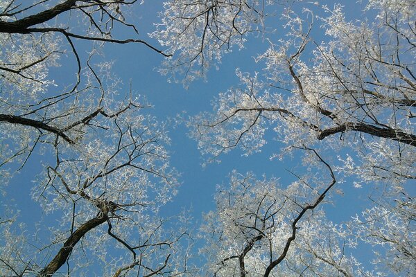 Schau nach oben. Winterhimmel