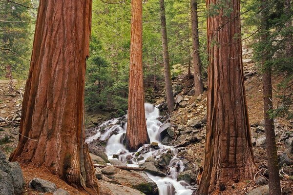 Arroyo de bosque rápido en las rocas