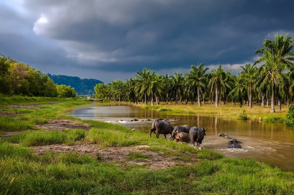 Les buffles piquent l eau au bord de la rivière