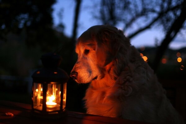 A dog looks at a lantern at night