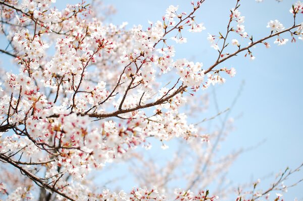 Arbre parsemé de fleurs blanches au printemps