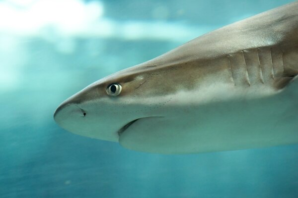 Shark in profile. Aquarium inhabitants