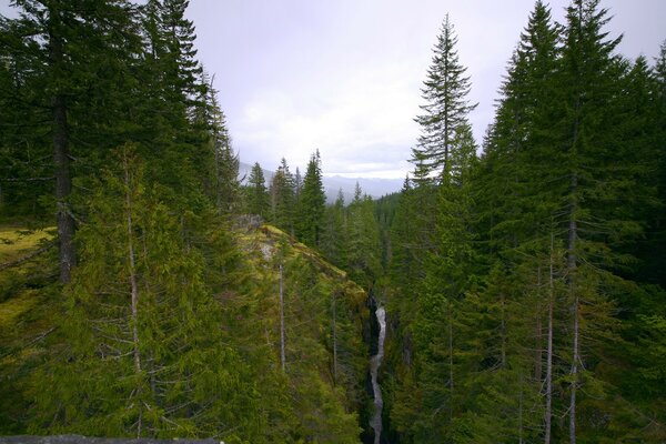 Fiume di montagna nella foresta della taiga