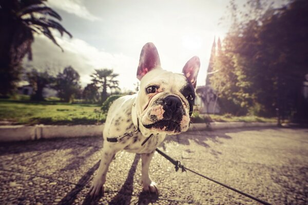 Mops an der Leine bei einem Spaziergang auf verschwommenem Hintergrund