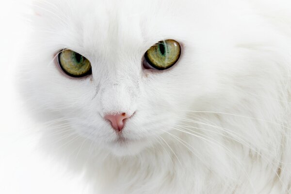 Chat blanc avec des yeux verts