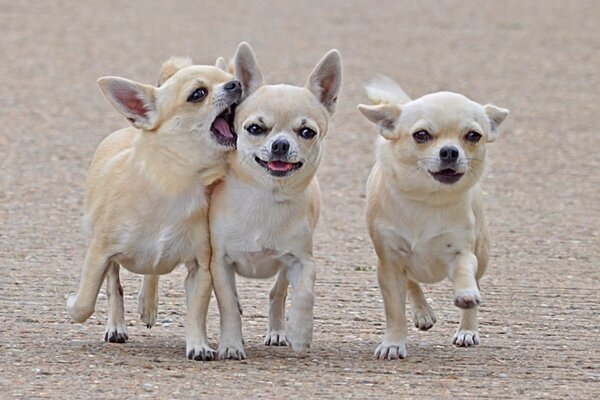 Perros en un paseo divertido jugando