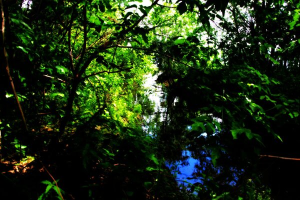 Unter den grünen Bäumen im Wald ein Rückstau