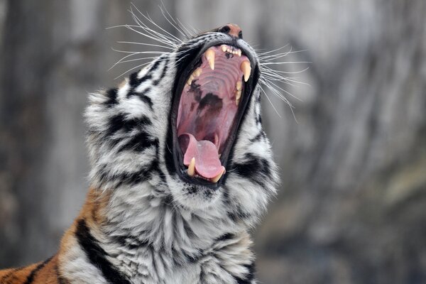 The Amur tiger yawns menacingly