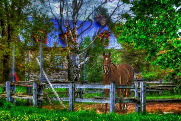 A horse behind a fence in the grass