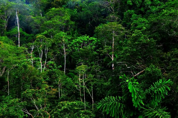 La giungla è fresca, buia e umida