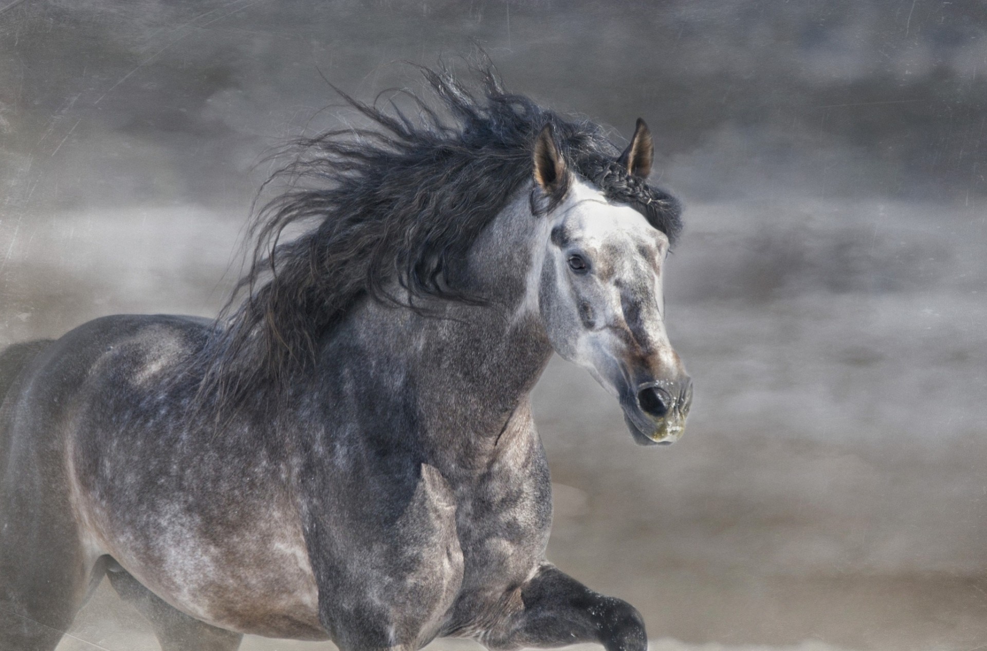 gris correr galope melena semental caballo