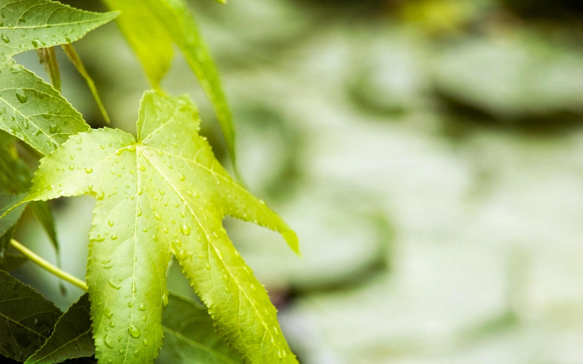 natur blatt grün