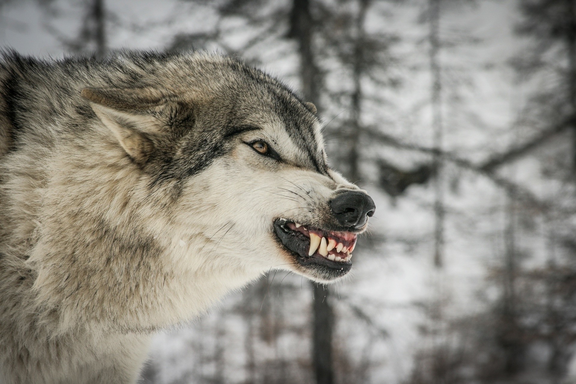 denti rabbia predatore lupo minaccia zanne rabbia animali