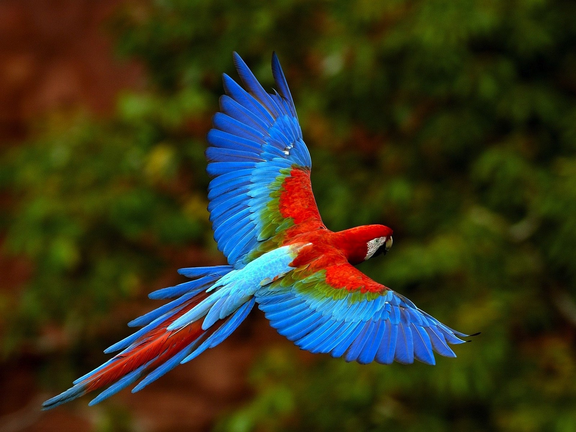 vuela loro azul rojo