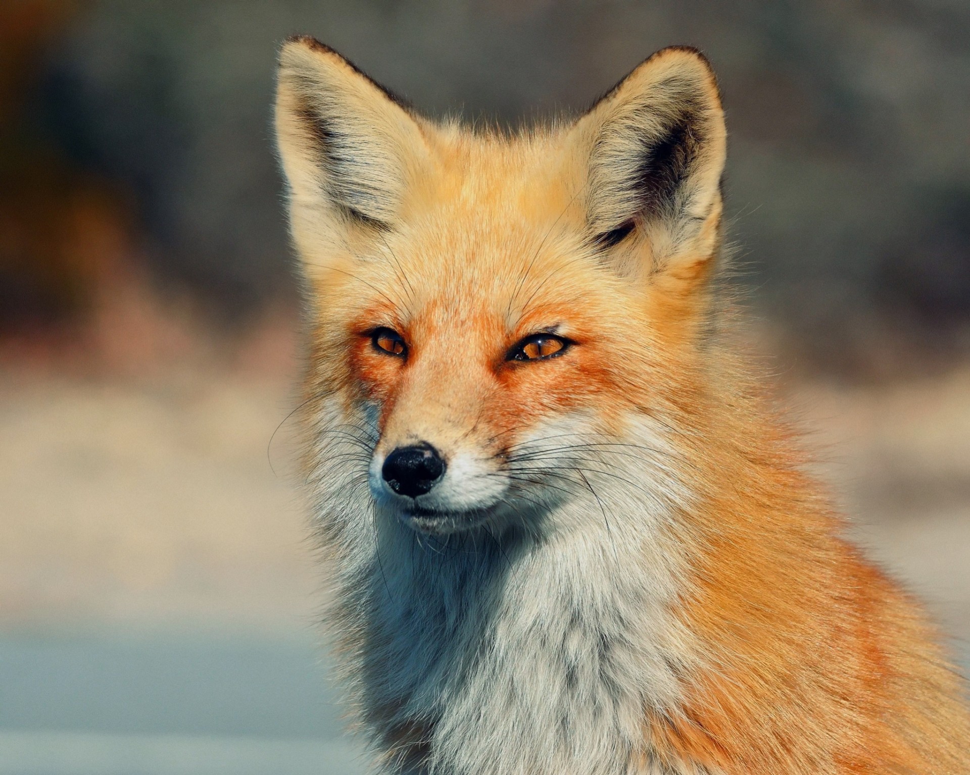 renard vue yeux