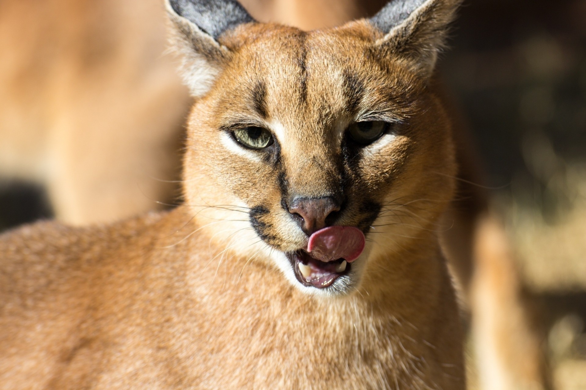 chat sauvage caracal lynx des steppes dents langue