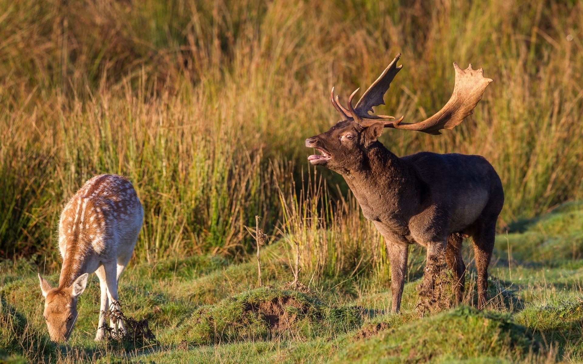 reindeer couple