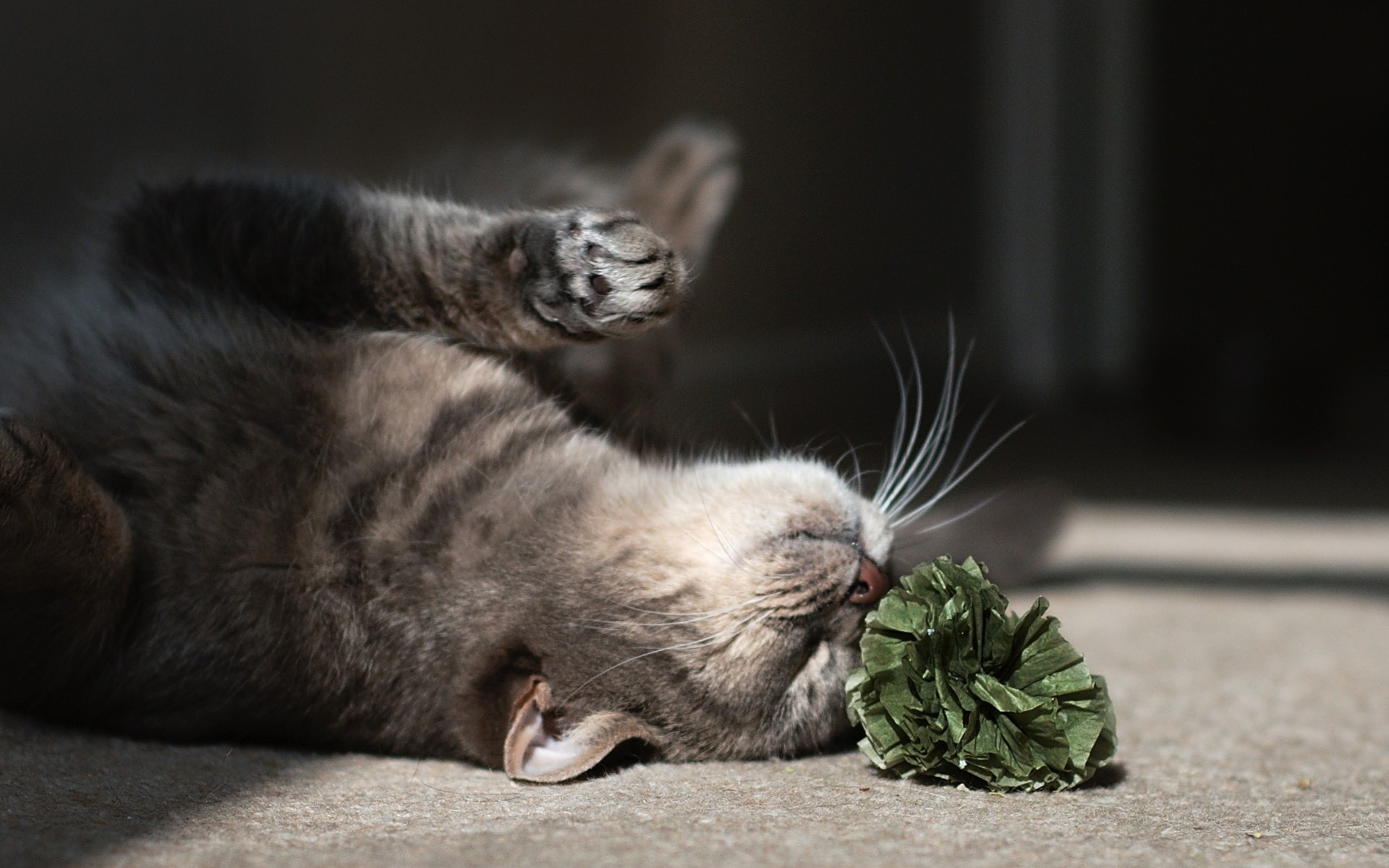 fiore sul pavimento gatto gioco