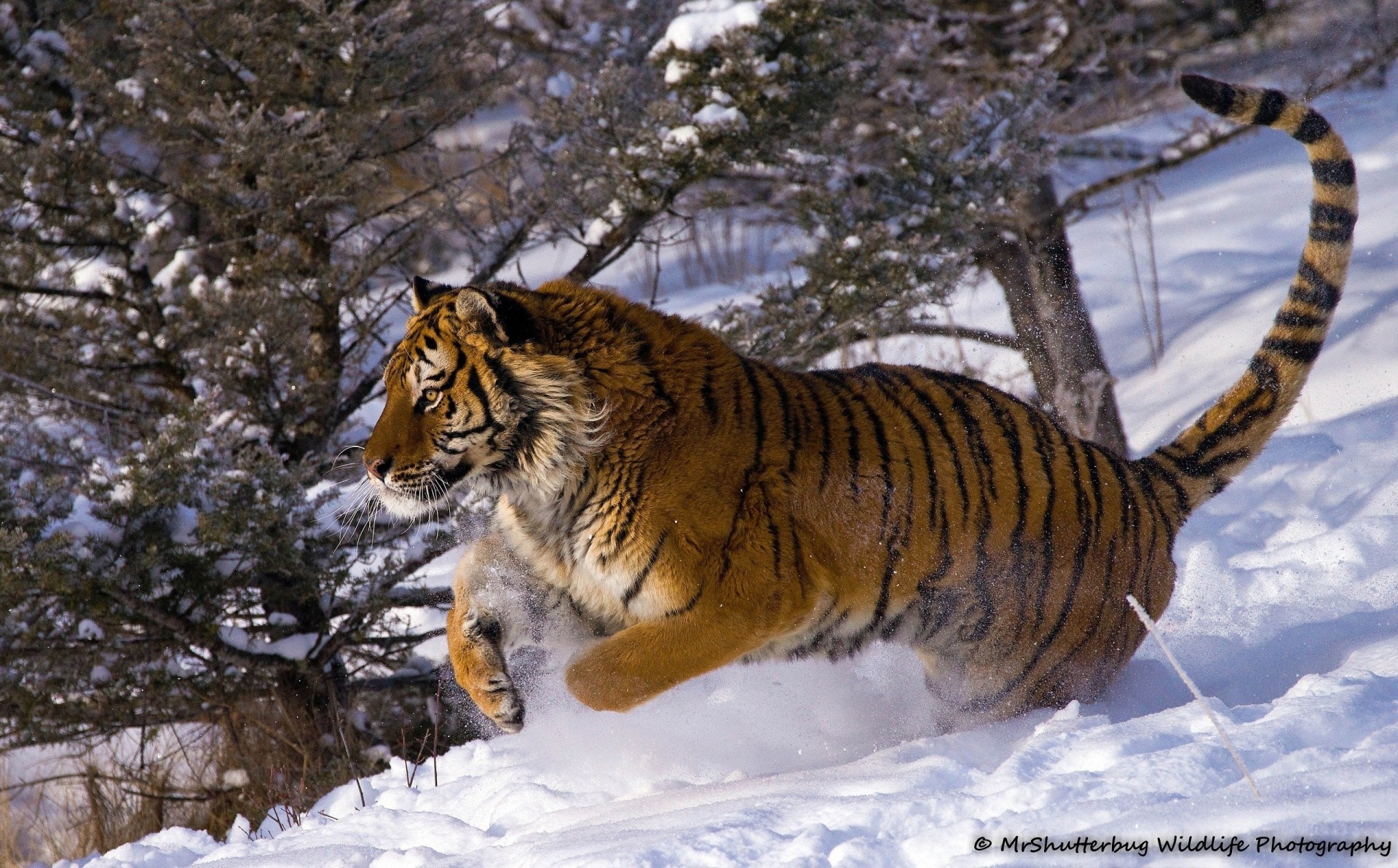 gato salvaje salto tigre