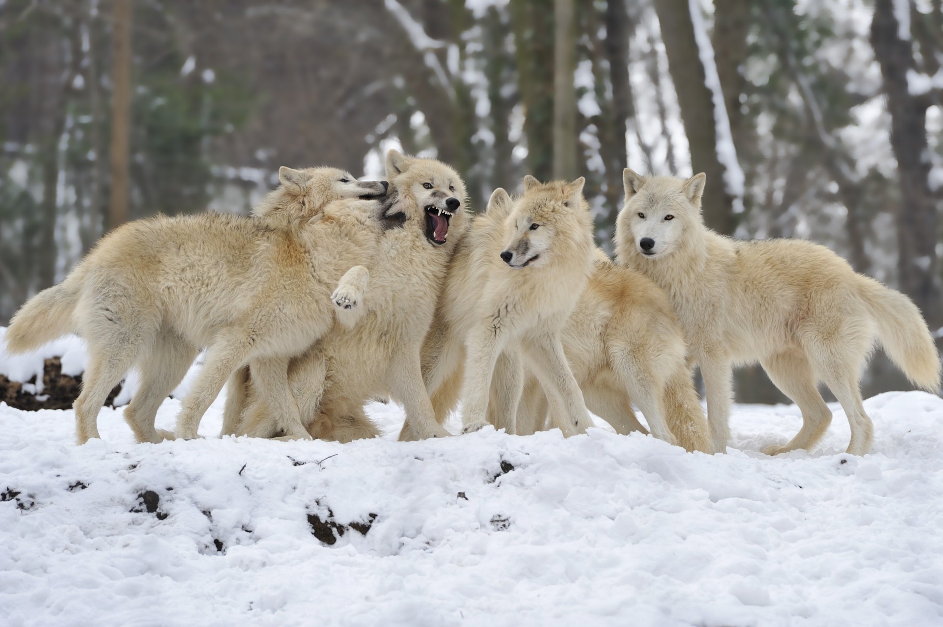 troupeau neige hiver loups